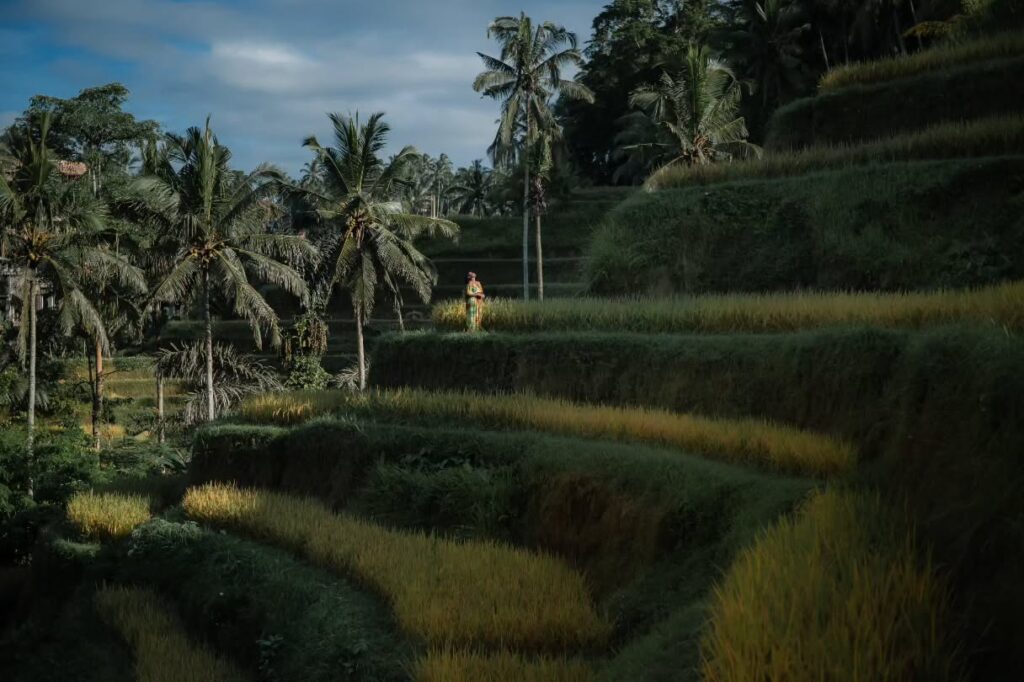 Instagram post from yourbuddybali. This post is in position 2.